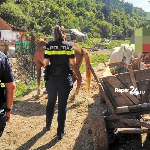 Verificări ale poliției pentru protecția animalelor în orașul Bocșa