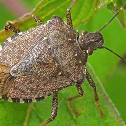 Extinderea gândacului puturos în România