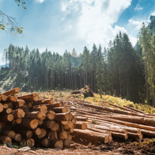 Ministrul Mediului: Taierile ilegale de padure, in scadere in Romania