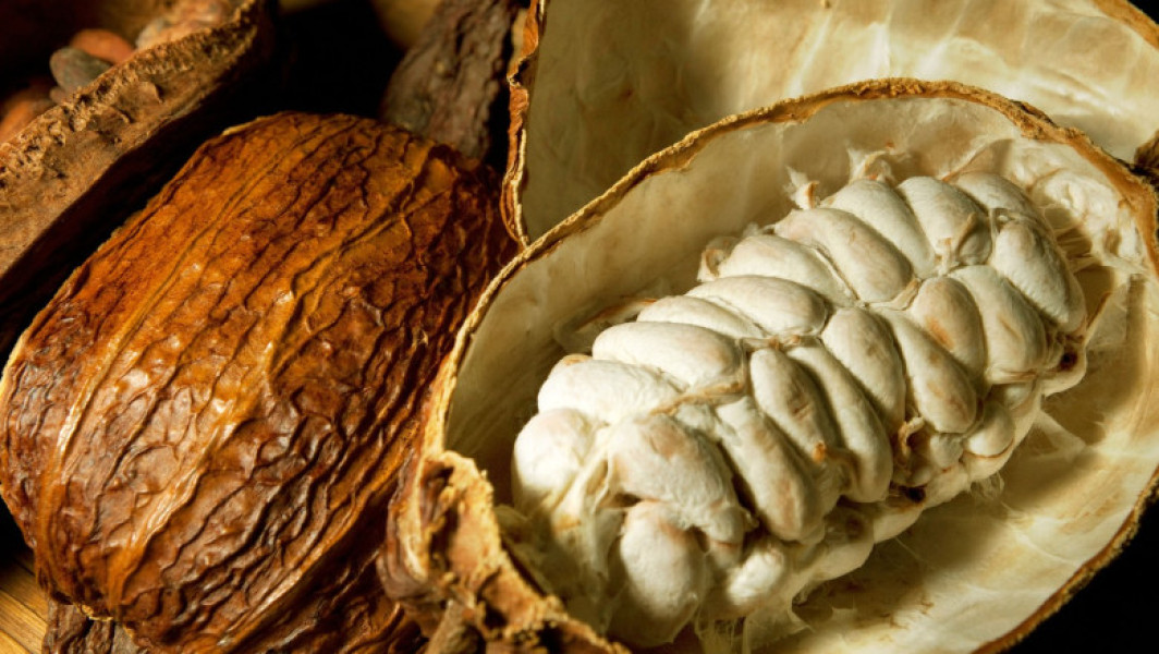 Nestlé testează o metodă nouă pentru utilizarea integrală a fructelor de cacao, ca răspuns la scăderea randamentului pastailor din cauza schimbărilor climatice