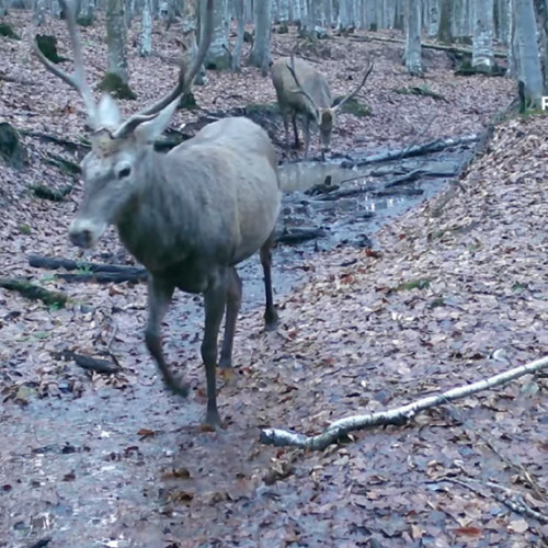 Surprize în Parcul Național Semenic – Cheile Carașului!