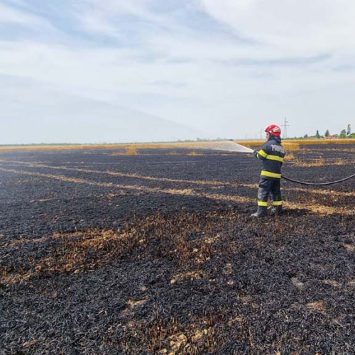 Incendiu devastator in Ghertenis: 8 hectare de cereale mistuite de flăcări